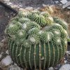 IMG_5070 Echinocactus grusonii